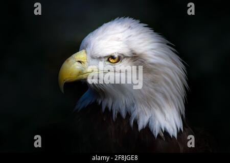 Ein Porträt eines amerikanischen Weißkopfadlers, fotografiert in Südflorida. Stockfoto