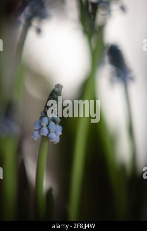 Nahaufnahme der Muscari im Frühling Stockfoto