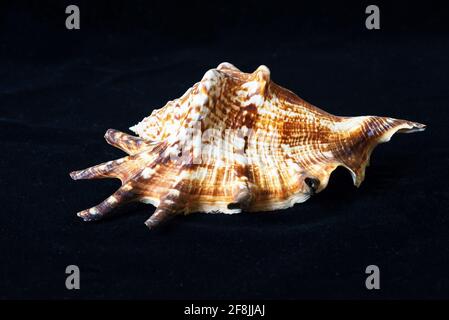 Detail der schönen Meeresmuschel isoliert auf schwarzem Hintergrund Stockfoto