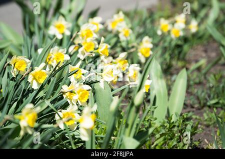 Blüte von weiß-gelben Narzissen im Frühjahr Stockfoto