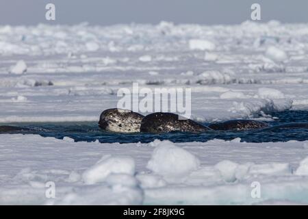 Narwhale, (Monodon monoceros) arktisch, Arctic Bay, Baffin Island, Kanada, Floe Edge, Ice, Nunavut, Todd Mintz Stockfoto