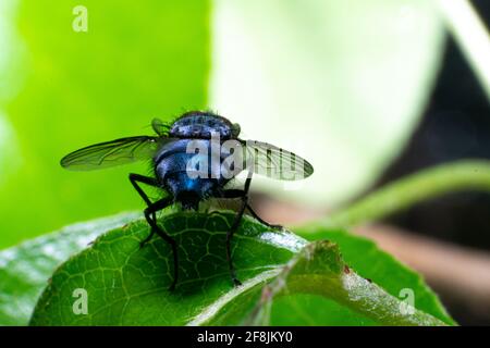 Calliphora vomitoria - blaue Flasche fliegen Makroansicht von hinten. Wichtige Spezies, die von Detektiven verwendet wird, um die Todeszeit an einem Tatort zu bestimmen. Stockfoto