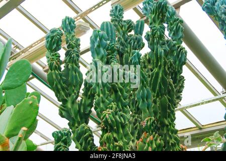 Tropische Pflanze Kaktus cactaceae, cereus hildmannianus monstrose Gewächshaus Stockfoto