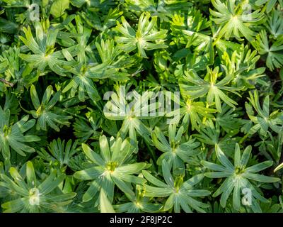 Waldmeister (Galium odoratum) im Garten Stockfoto