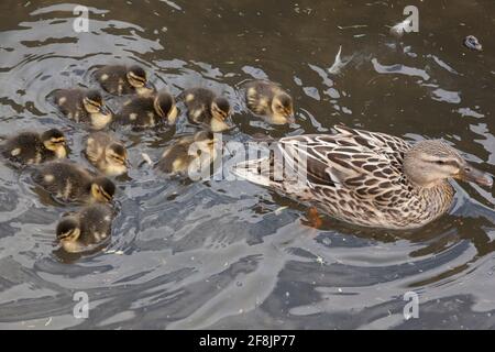 Wetter in Großbritannien, 14. April 2021: Im Laufe des Frühlings nimmt eine Ente ihre zehn Enten mit zum Schwimmen auf der Themse bei Henley. Anna Watson/Alamy Live News Stockfoto