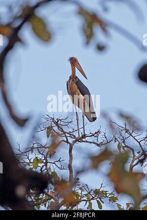 Kleiner Adjutant (Leptoptilos javanicus) Erwachsener, der in der Baumkrone Tmatboey, Kambodscha, thront Januar Stockfoto