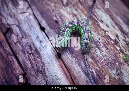 Caterpillar auf einem hölzernen Hintergrund. Nagende Schaufeln. Polyphagische Schädlinge. Lateinischer Name Noctuidae. Stockfoto