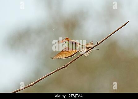 Asiatischer grüner Bienenfresser (Merops orientalis ferrugeiceps), der in einem Anzug aus Insekt Tmatboey, Kambodscha, abzieht Januar Stockfoto