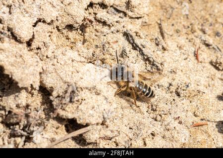 Waldbiene (Andrena fulva) männlich, Surrey, Großbritannien, im April oder Frühjahr Stockfoto