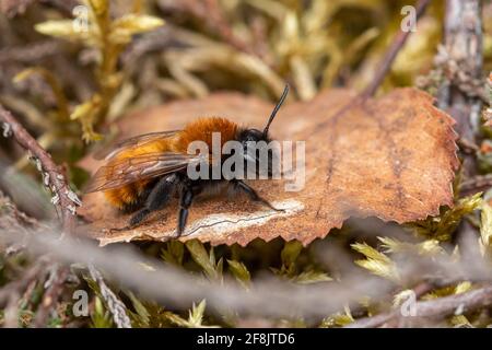 Waldbiene (Andrena fulva) weiblich, Surrey, Großbritannien, im April oder Frühjahr Stockfoto