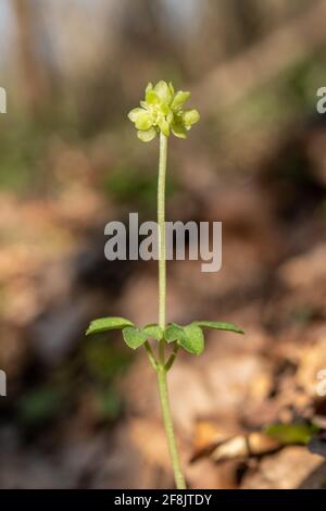 Moschatel (Adoxa moschatellina), eine Waldfrühlingswildblume, auch Rathausuhr genannt, Großbritannien Stockfoto