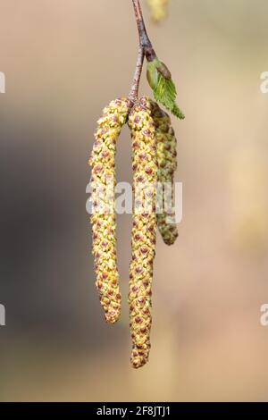 Männliche Kätzchen auf silberner Birke (Betula pendula) im April, Großbritannien Stockfoto