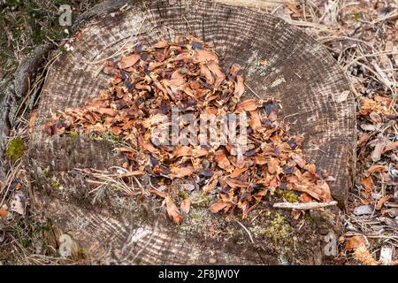 Reste von Kiefernzapfen, die von einem grauen Eichhörnchen (Sciurus carolinensis) gefressen wurden, auf einem Baumstumpf zurückgelassen, Säugetierzeichen, Großbritannien Stockfoto