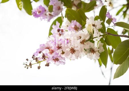 Zarte, lila-weiße Blüten Lagerstroemia floribunda, aus der tropischen Region Südostasiens Stockfoto