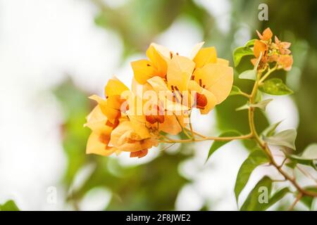 Blühende gelbe Bougainvillea Blütenstand aus nächster Nähe Stockfoto