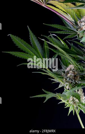Detail einer Karamell-Cannabispflanze, die isoliert auf Schwarz blüht. Geboren aus einem feminisierten Samen. Stockfoto