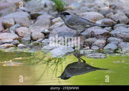 Eurasische Schwarzmücke (Sylvia atricapilla) Männliches Trinkwasser aus Teich/Bach Stockfoto