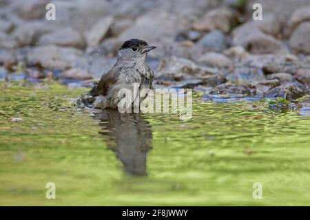 Eurasische Schwarzmücke (Sylvia atricapilla) Männliche Baden im Wasser aus Teich / Bach Stockfoto