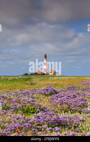 Lavendel in Blüte und Leuchtturm Westerheversand bei Westerhever, Halbinsel Eiderstedt, Nationalpark Wattenmeer, Nordfriesland, Deutschland Stockfoto
