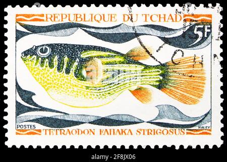 MOSKAU, RUSSLAND - 7. OKTOBER 2019: Die im Tschad gedruckte Briefmarke zeigt Fahaka Puffer (Tetraodon fahaka strigosus), einheimische Süßwasserfischserie, um Stockfoto