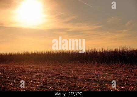 South Elgin, Illinois, USA. Eine teilweise geerntete Maisernte auf einem Feld sitzt an einem Spätherbsttag unter der untergehenden Sonne. Stockfoto