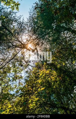 Frühling Sommer Sonne Scheint Durch Das Vordach Hoher Bäume. Sonnenlicht Im Laubwald, Sonnentag. Obere Zweige Des Baumes Mit Frischem Grünem Laub. Niedrig Stockfoto