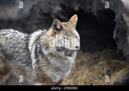 Wheaton, Illinois, USA. Ein grauer Wolf (Canis lupis), auch bekannt als Holzwolf oder Westernwolf, der seinen Lebensraum durchläuft. Stockfoto