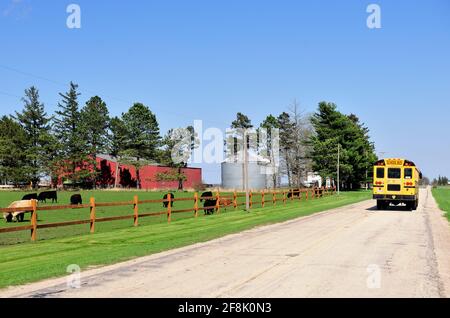 Burlington, Illinois, USA. Ein Schulbus, der an einem sonnigen Frühlingstag an grasenden Kühen auf einer Farm in Illinois vorbeifährt, nachdem er die Schule versorgt hat. Stockfoto