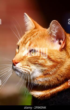 Porträt einer Ingwer-kater in einem Geschirr und Führen Sie an einem sonnigen Tag Stockfoto