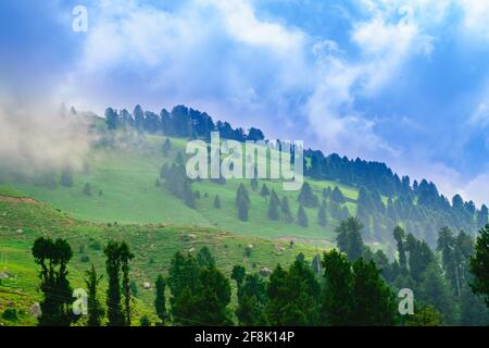 Blick auf alpine Wiesen & Nadelbäume auf dem Weg zum Prashar Lake Trekk Trail. Es befindet sich auf einer Höhe von 2730 m über dem Meeresspiegel, umgeben von geringerem hima Stockfoto