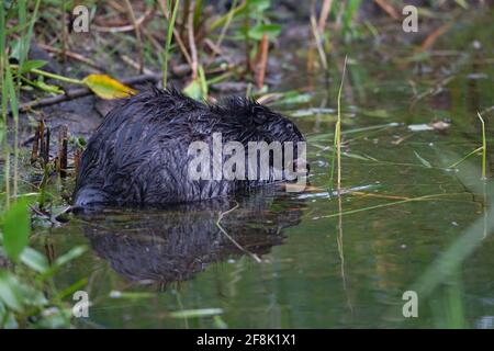 Ein eurasischer Biber (Rizinusfaser), der in einem Teich schwimmend ist Stockfoto