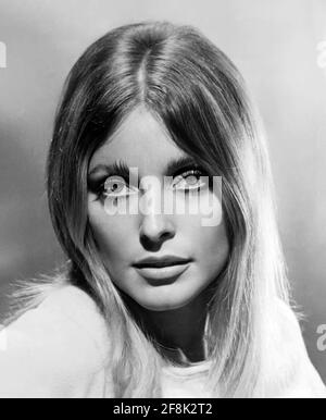 Sharon Tate. Porträt der amerikanischen Schauspielerin Sharon Marie Tate Polanski (1943-1969), Werbestill aus dem Film 'Valley of the Dolls', 1967 Stockfoto