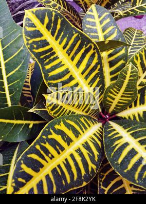 Nahaufnahme eines Blätterblattes von Codiaeum variegatum, bekannt als Feuerkrot, Gartenkrot oder vielblättriges Croton, einem Mitglied der Familie Epsorb Stockfoto