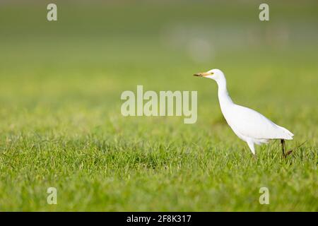 Ein Kuhreiher (Bubulcus ibis), der auf einer Wiese mit Kühen in den Niederlanden auf Nahrungssuche geht. Stockfoto