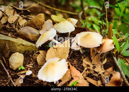 Marasmius oreades, schottische Haube, auch bekannt als Feenringpilz oder Feenringchampignon. Ein Pilz ist fleischiger, sporentragender Fruchtkörper eines f Stockfoto