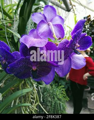 Nahaufnahme eines Blumenstrausses, bekannt als Vanda coerulea, allgemein bekannt als blaue Orchidee, blauer Vanda oder Herbstlady's tresses, ist eine Orchideenart Stockfoto