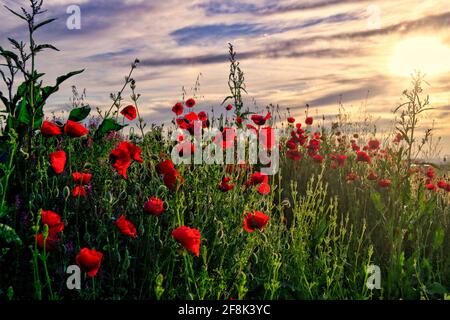 Schönes Feld von roten Mohnblumen im Sonnenuntergang Licht. Stockfoto