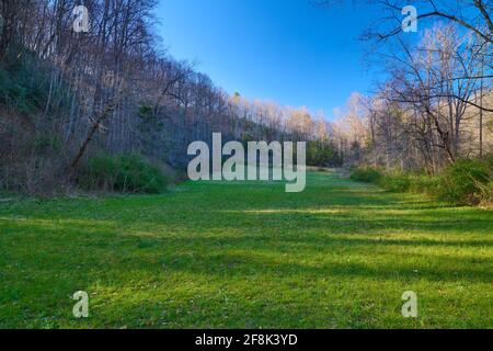 Offenes Feld im Pisgah National Forest North Carolina. Stockfoto