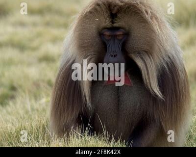 Nahaufnahme des Gelada-Affen (Thermopithecus gelada), der in den Bergen von Semien, Äthiopien, grast. Stockfoto