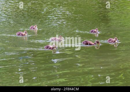 Entlein schwimmen in einem Bach in der Frühlingssonne Stockfoto