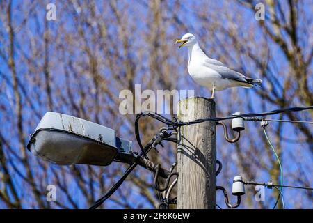 Heringsmöwe auf einem Strommast, das Konzept der lebenden Fauna in einer städtischen Umgebung Stockfoto