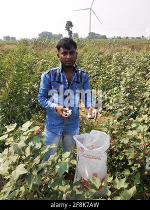 RAJKOT, INDIEN - 18. Nov 2019: 18- november- 2019,gadhala, gujrat, indien:- ein indischer junger Mann pflückt Baumwolle aus einer Baumwollpflanze, die auf einem Feld gepflanzt ist Stockfoto