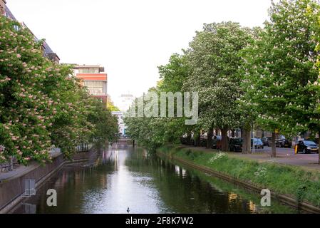 Blick auf einen Stadtkanal mit blühenden Kastanienbäumen (Aesculus hippocastanum) am Kai in Den Haag, Holland Stockfoto