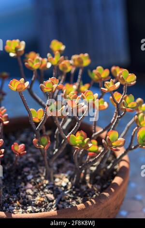 Lebendige junge Sukkulenten, im Sommer in einem Pflanzentopf hinterleuchtet. Stockfoto