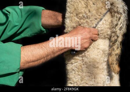 Nahaufnahme und Detailaufnahme eines traditionell geschlachteten und hängenden Lammes. Davor befindet sich eine Hand mit einem Messer. Stockfoto