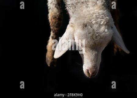 Nahaufnahme und Detail eines Lammes, das traditionell geschlachtet wird. Kopf und Vorderfüße hängen vor einem dunklen Hintergrund. Stockfoto