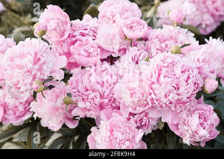 Gewöhnlicher Garten Pfingstrose (Chinesische Pfingstrose) (Paeonia lactiflora), 'Monsieur Jules Elie' Strauch blüht im Frühsommer mit rosa Blüten Stockfoto