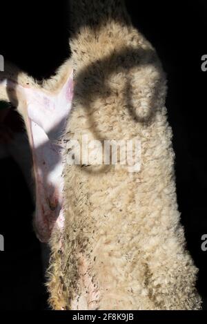 Detail eines Lammes, das auf traditionelle Weise geschlachtet wird, von dem die Haut abgezogen wird. Haken werfen Schatten auf das Fell Stockfoto