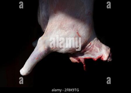 Detail eines Lammes, das auf traditionelle Weise geschlachtet wurde, gehäutet und vor einem dunklen Hintergrund hängend Stockfoto