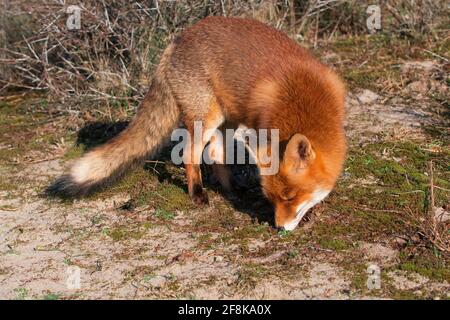 Der Rotfuchs (Vulpes vulpes) steht in den Dünen, die herumschnüffeln Stockfoto